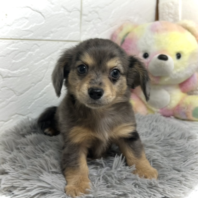 兵庫県のチワックス(チワワ×ダックス) (犬の家＆猫の里ゆめタウン姫路店/2025年6月17日生まれ/男の子/シルバーダップル)の子犬の1枚目の画像