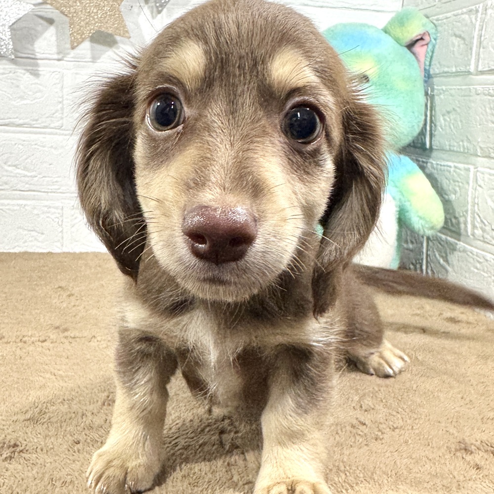 兵庫県のチワックス(チワワ×ダックス) (犬の家＆猫の里ニッケパークタウン加古川店/2025年9月3日生まれ/男の子/チョコレートクリーム)の子犬の2枚目の画像