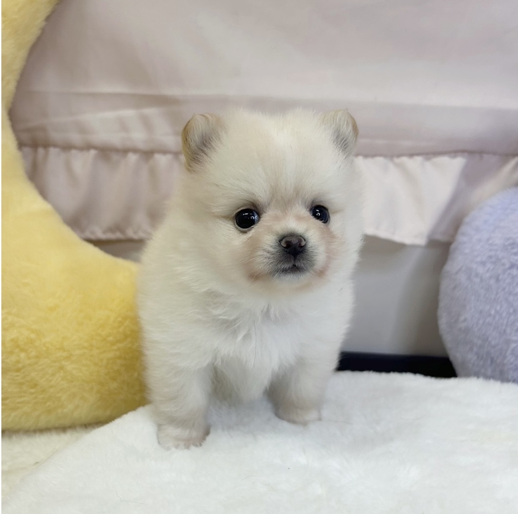 ハーフ犬女の子の写真