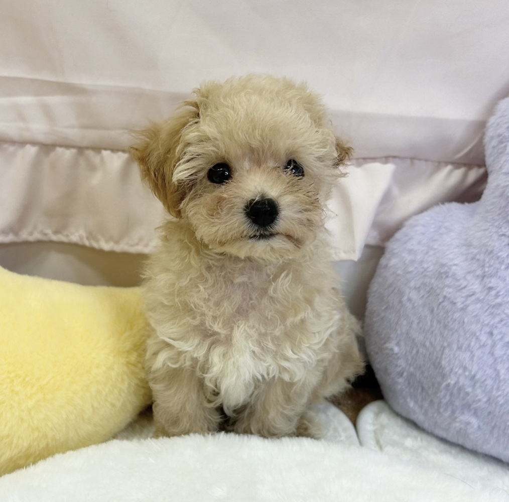 静岡県のマルプー(マルチーズ×プードル) (犬の家＆猫の里マークイズ静岡店/2026年3月19日生まれ/男の子/アプリコット)の子犬の2枚目の画像