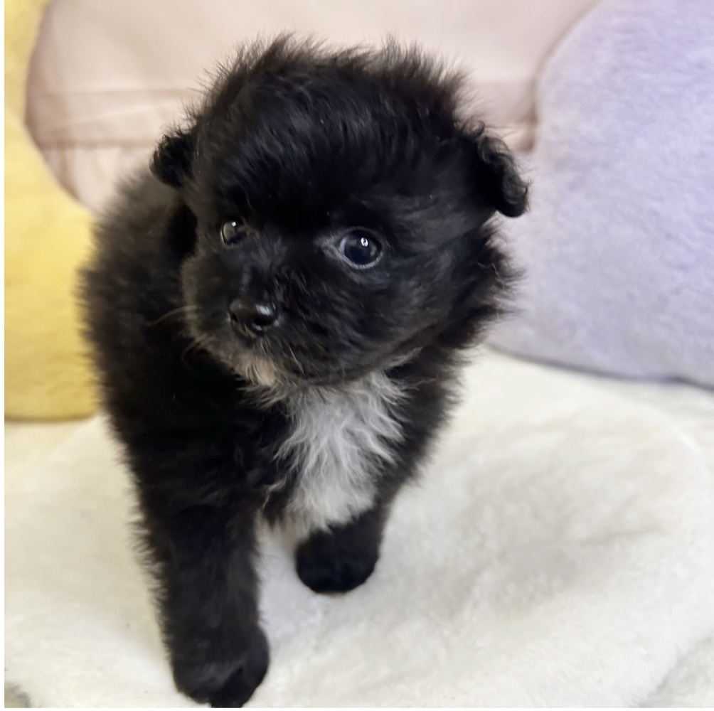 静岡県のポメビション(ポメラニアン×ビションフリーゼ) (犬の家＆猫の里マークイズ静岡店/2026年3月21日生まれ/男の子/ブラック)の子犬の2枚目の画像