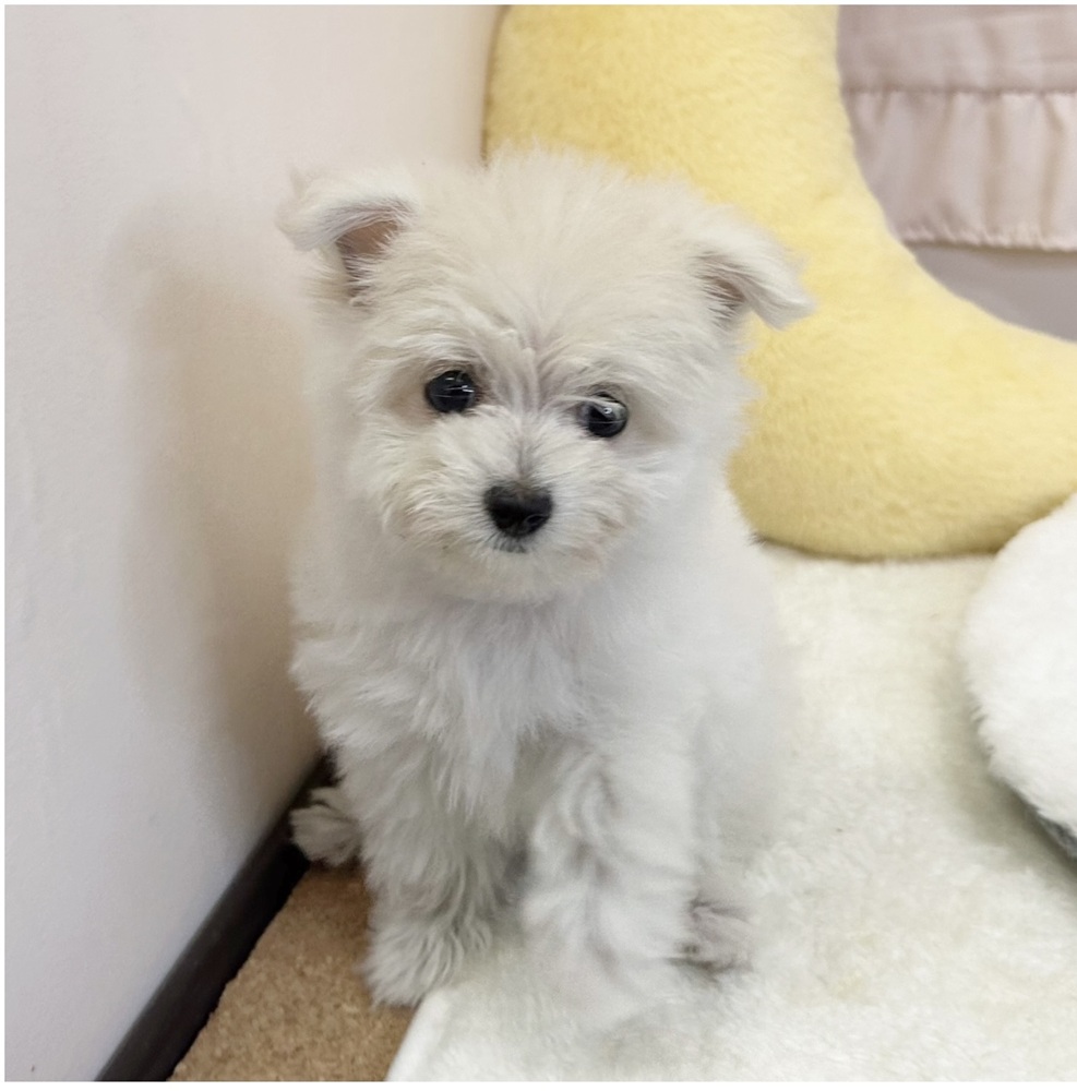 静岡県のポメマル/マルポメ(ポメラニアン×マルチーズ) (犬の家＆猫の里マークイズ静岡店/2026年3月20日生まれ/女の子/クリーム)の子犬の2枚目の画像