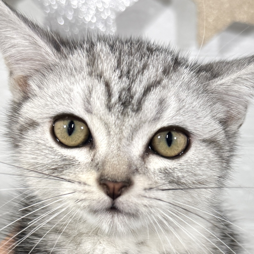 兵庫県のアメリカンショートヘアー (犬の家＆猫の里ニッケパークタウン加古川店/2025年8月28日生まれ/女の子/シルバータビー)の子猫の1枚目の画像