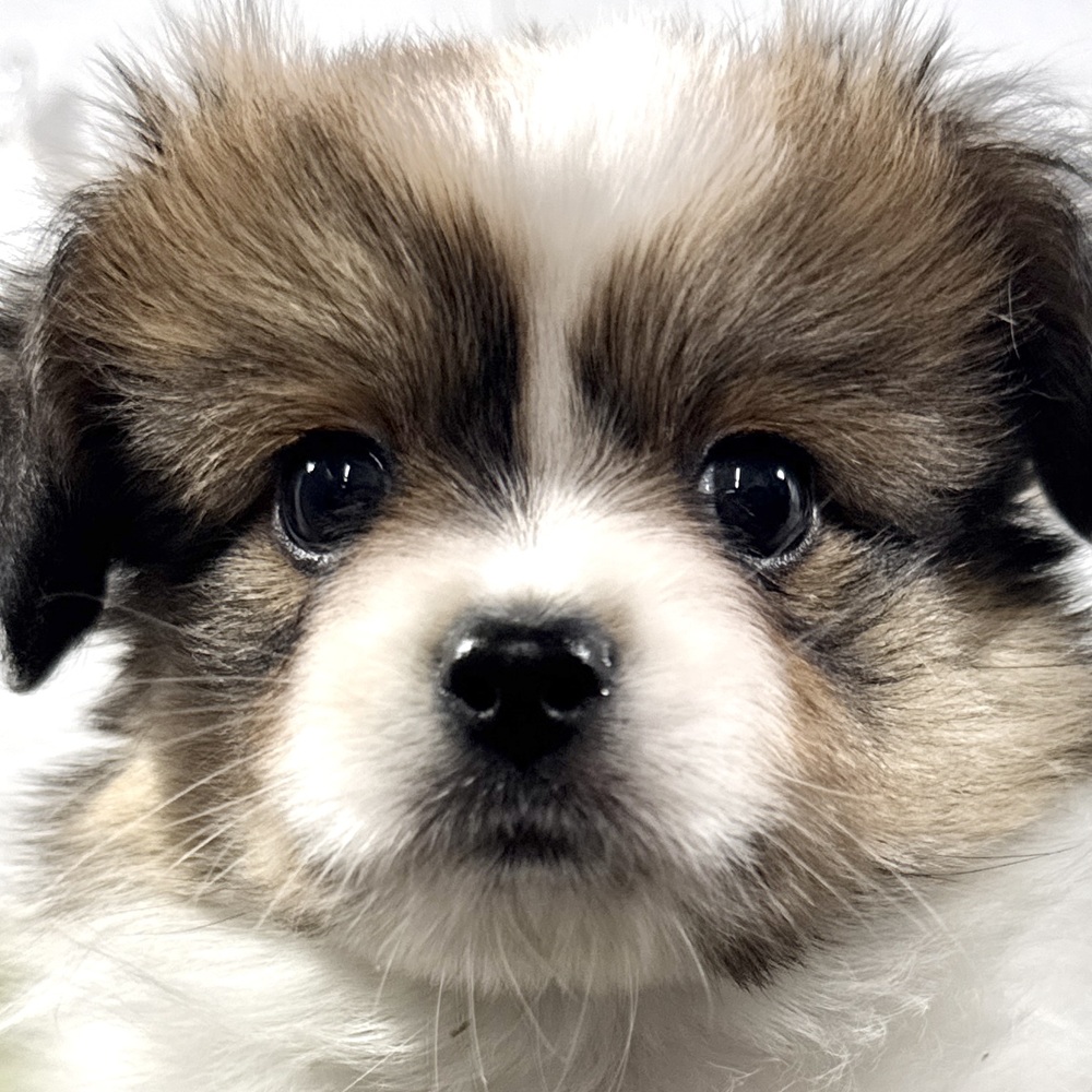 兵庫県のパピヨン (犬の家＆猫の里ニッケパークタウン加古川店/2025年9月5日生まれ/男の子/ホワイトブラウン)の子犬の1枚目の画像