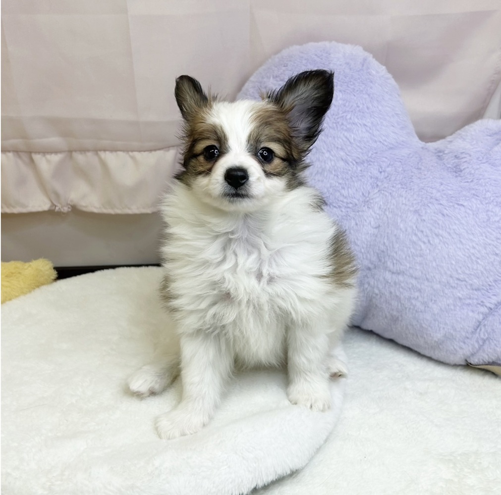 静岡県のパピヨン (犬の家＆猫の里マークイズ静岡店/2026年3月15日生まれ/女の子/ホワイトブラウン)の子犬の2枚目の画像