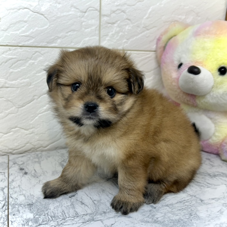 ハーフ犬の写真