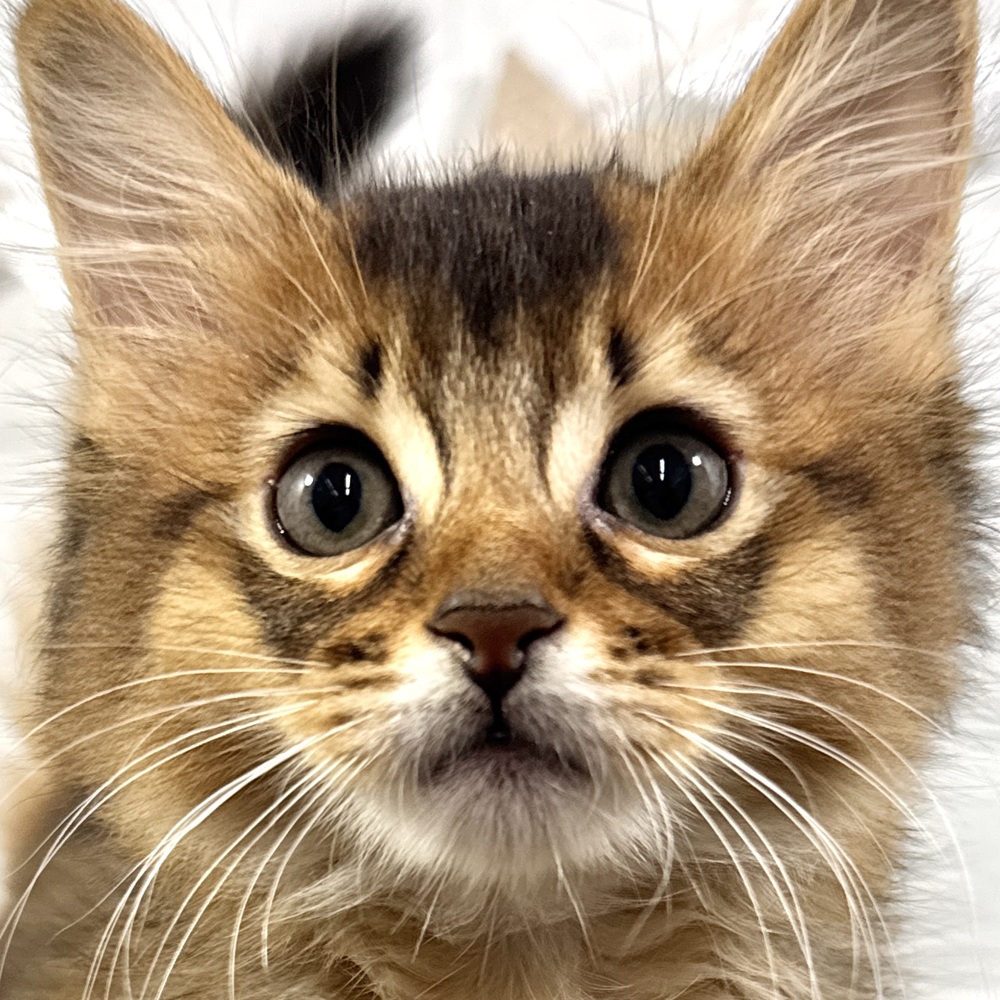 兵庫県のソマリ (犬の家＆猫の里ニッケパークタウン加古川店/2025年9月1日生まれ/男の子/ルディ)の子猫