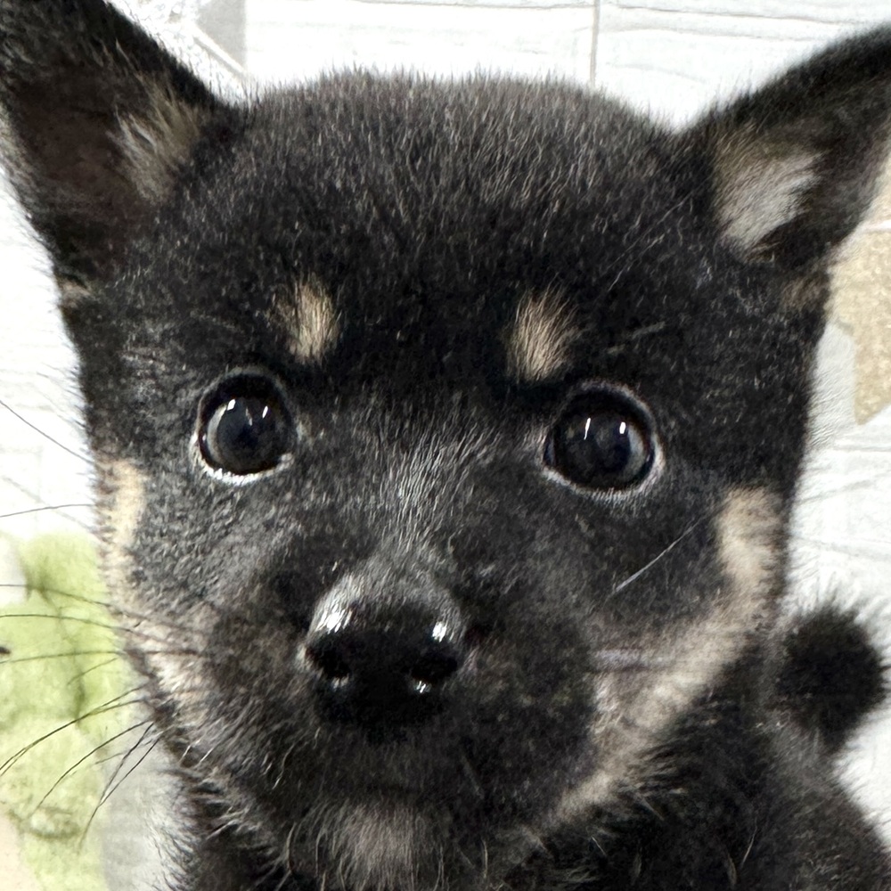 兵庫県の豆柴 (犬の家＆猫の里ニッケパークタウン加古川店/2025年9月10日生まれ/女の子/黒)の子犬