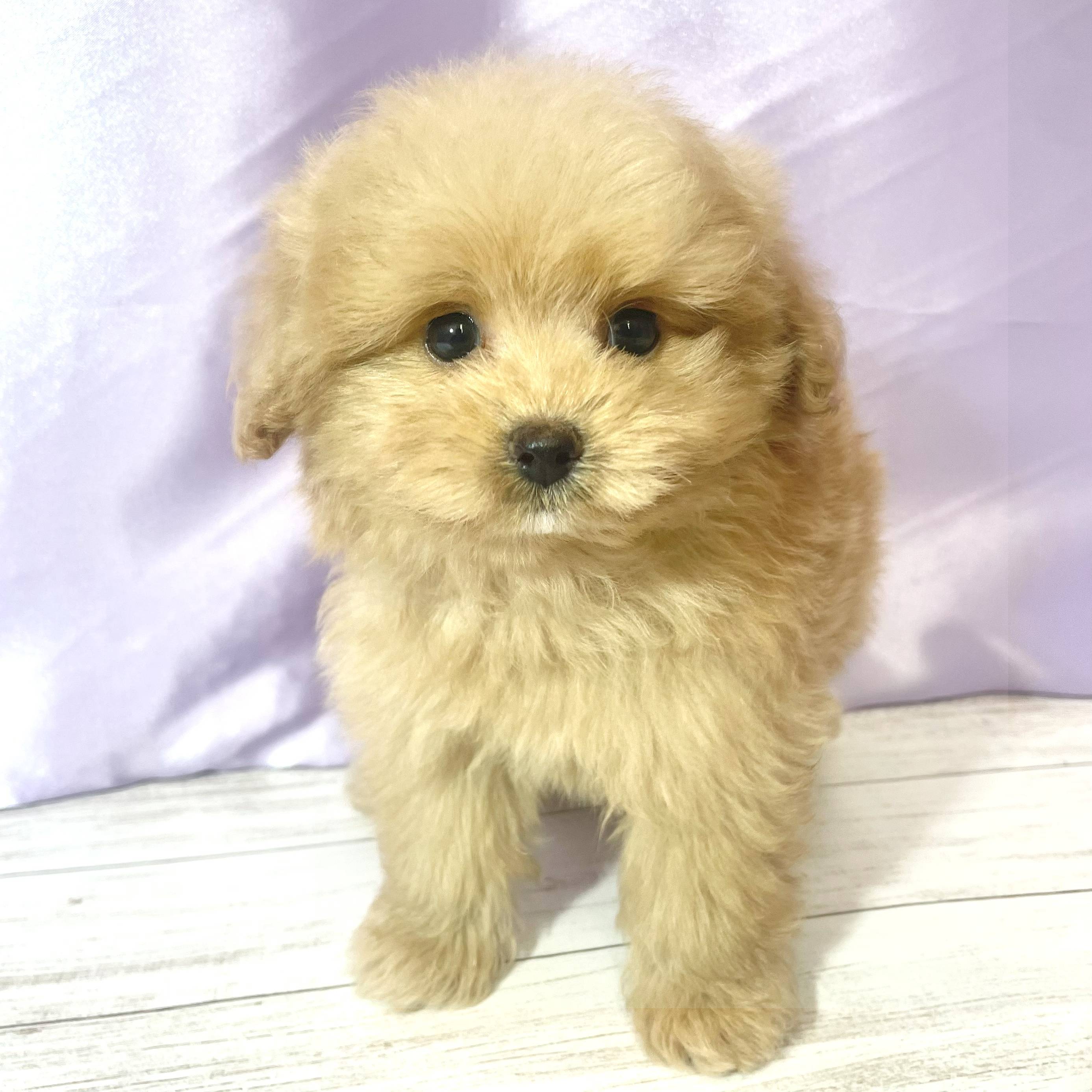 兵庫県のポメプー(ポメラニアン×プードル) (犬の家＆猫の里尼崎店/2025年8月9日生まれ/男の子/クリーム)の子犬の1枚目の画像