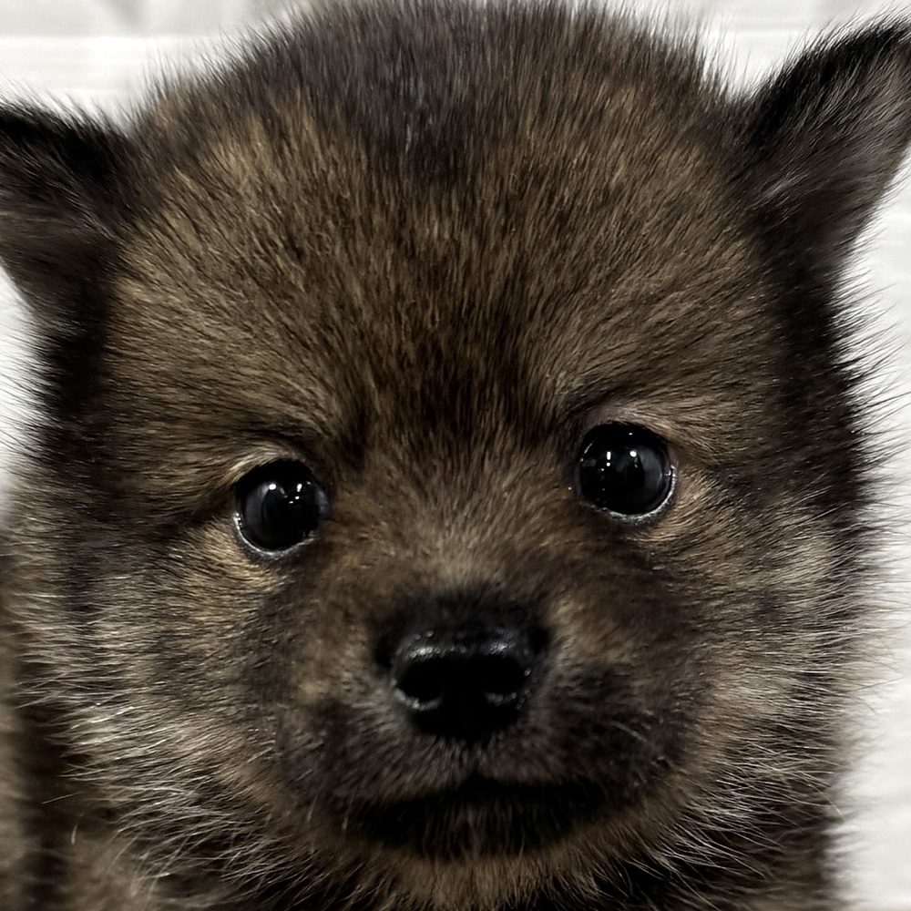 兵庫県のポメ柴/豆ポメ/ポメ豆柴(ポメラニアン×柴犬) (犬の家＆猫の里ニッケパークタウン加古川店/2025年9月14日生まれ/男の子/ウルフセーブル)の子犬