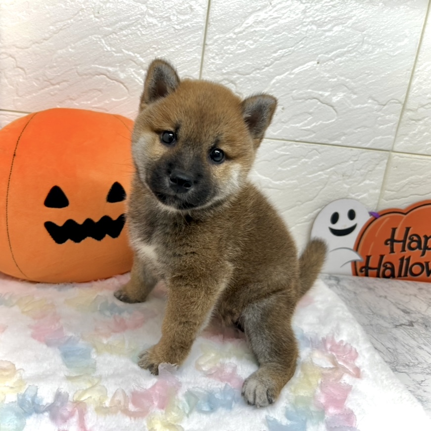 兵庫県の柴犬(標準サイズ) (犬の家＆猫の里ゆめタウン姫路店/2025年8月26日生まれ/男の子/赤)の子犬の1枚目の画像