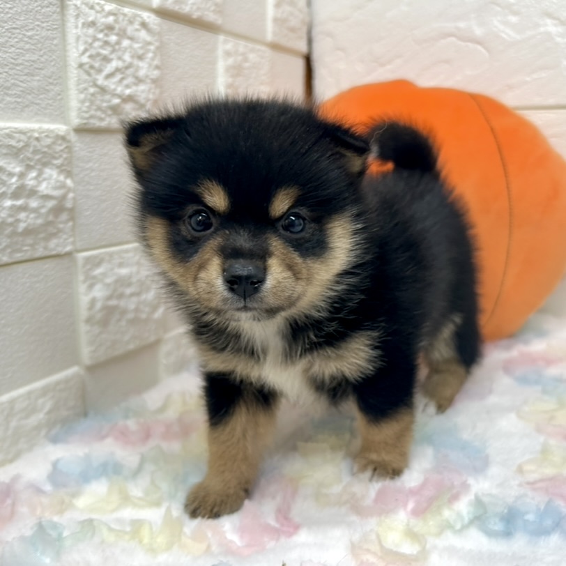 兵庫県のポメ柴/豆ポメ/ポメ豆柴(ポメラニアン×柴犬) (犬の家＆猫の里ゆめタウン姫路店/2025年8月31日生まれ/女の子/ブラックタン)の子犬の1枚目の画像