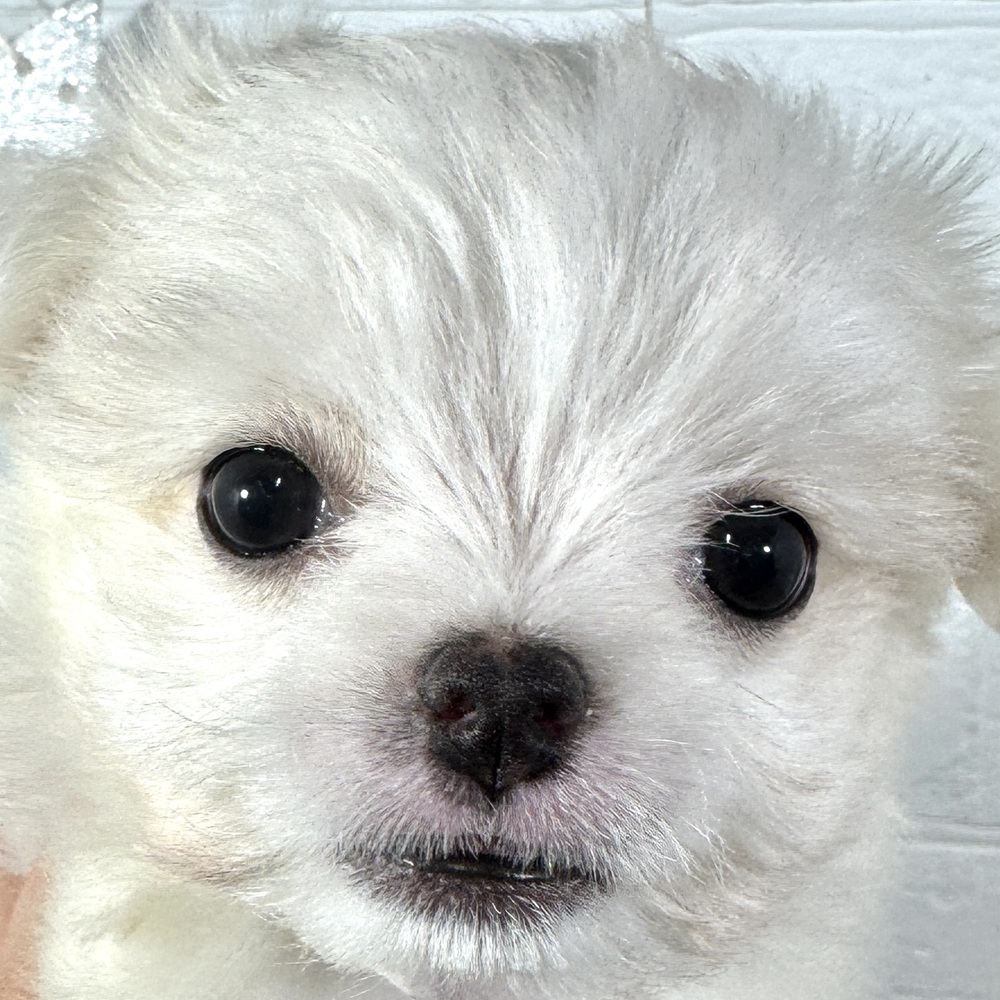 兵庫県のチワマル/マルチワ(チワワ×マルチーズ) (犬の家＆猫の里ニッケパークタウン加古川店/2025年9月14日生まれ/男の子/ホワイト)の子犬