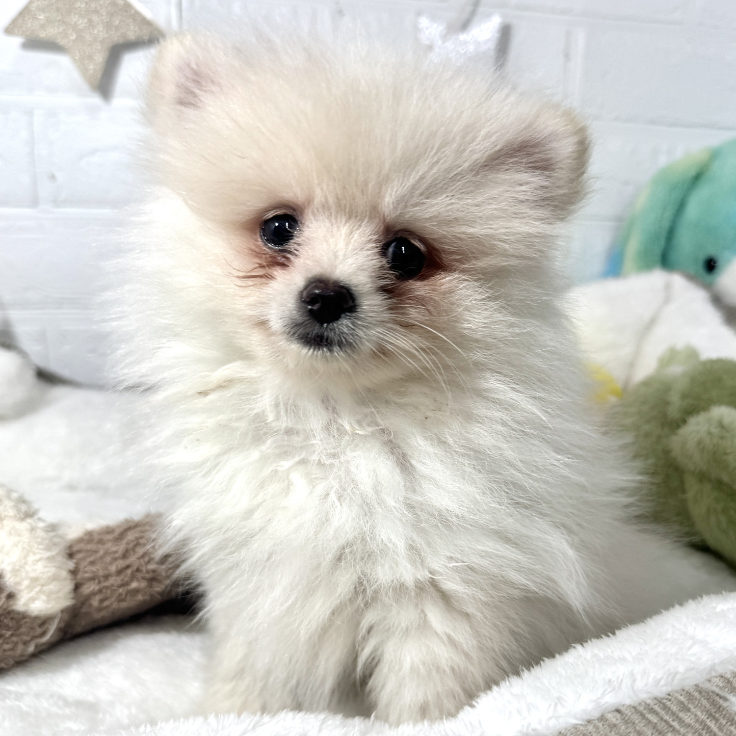 兵庫県のポメラニアン (犬の家＆猫の里ニッケパークタウン加古川店/2026年3月29日生まれ/男の子/クリーム)の子犬の1枚目の画像