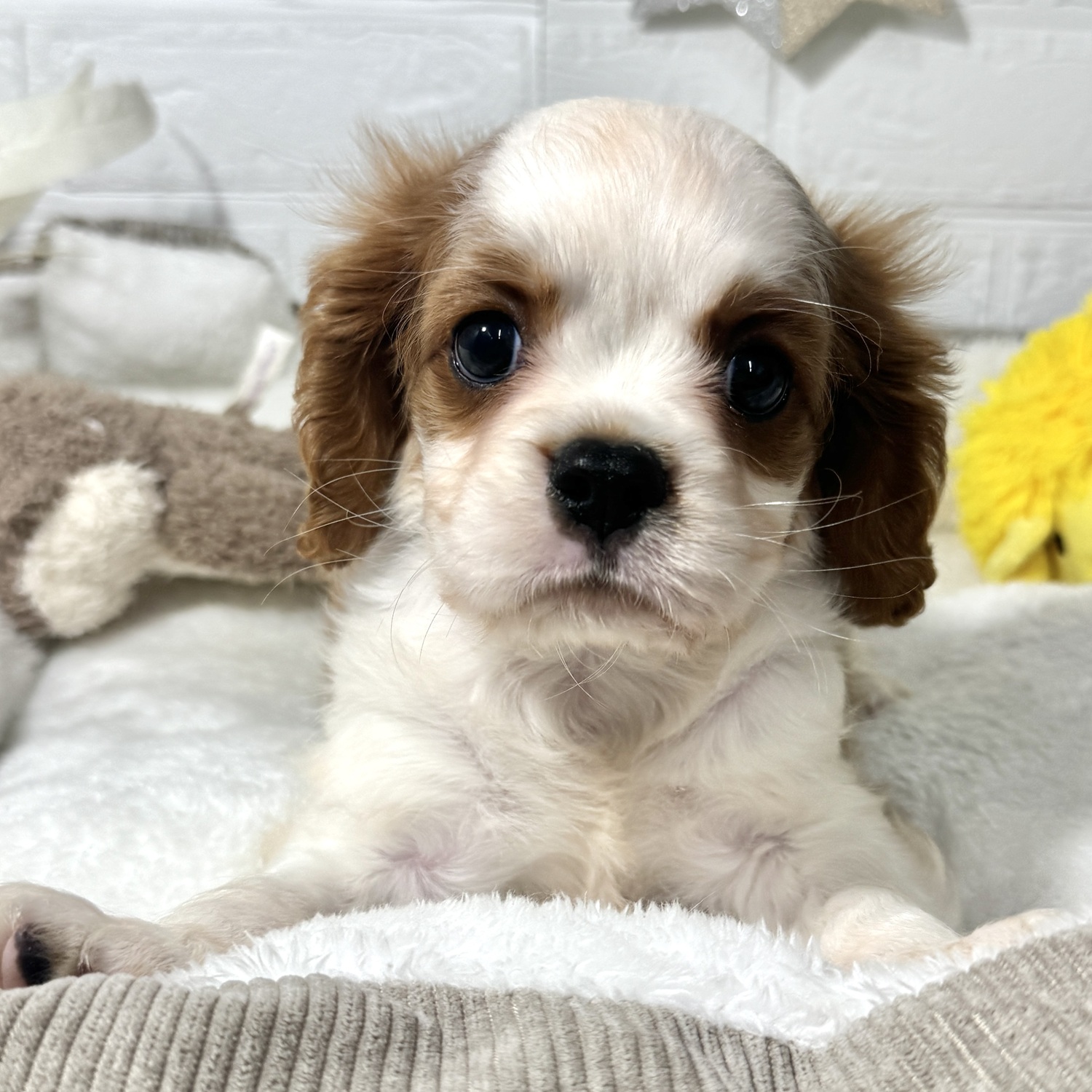 兵庫県のキャバリアキングチャールズスパニエル (犬の家＆猫の里ニッケパークタウン加古川店/2026年4月2日生まれ/男の子/ブレンハイム)の子犬の2枚目の画像