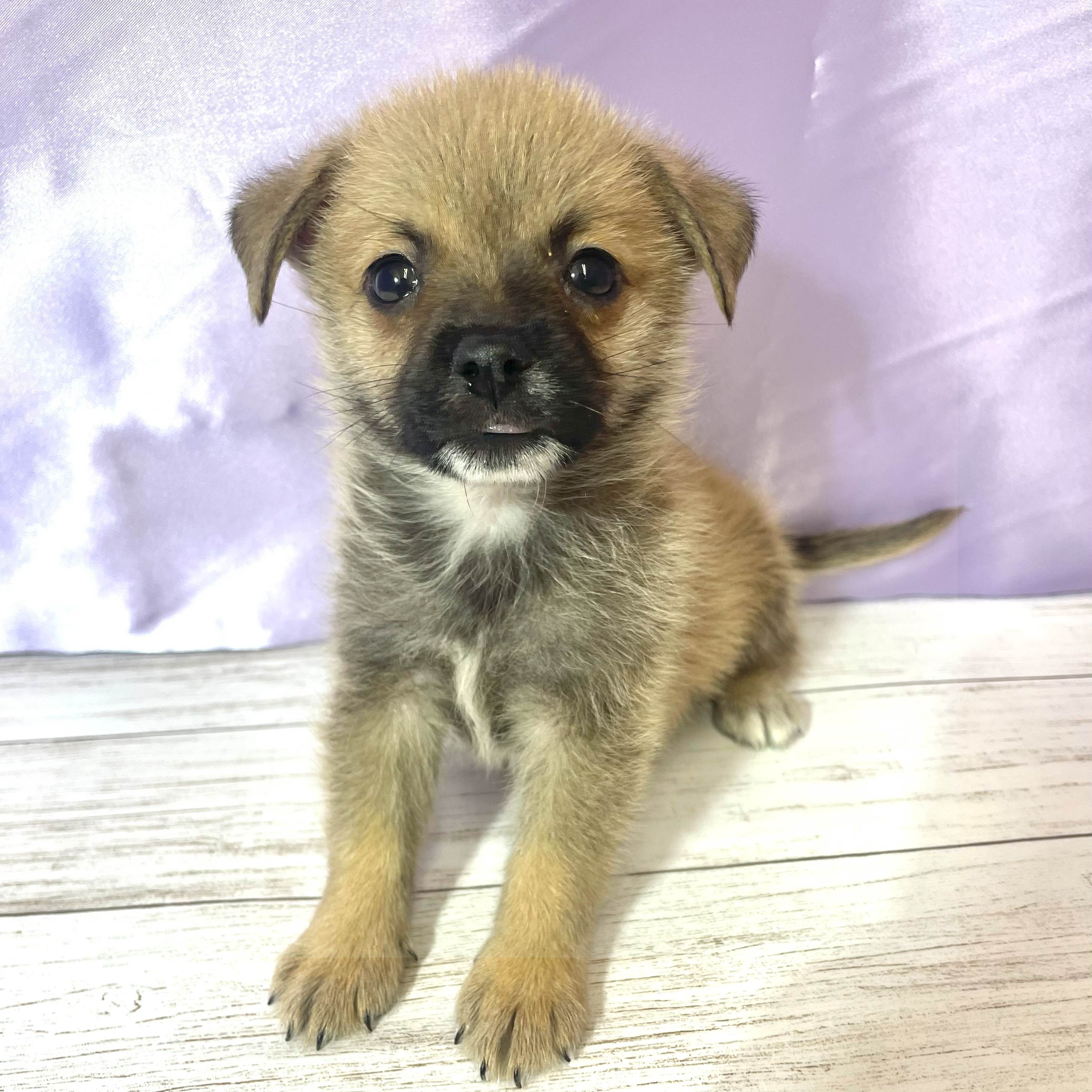 兵庫県のハーフ犬・ミックス犬 (犬の家＆猫の里尼崎店/2025年8月8日生まれ/男の子/フォーン)の子犬の1枚目の画像