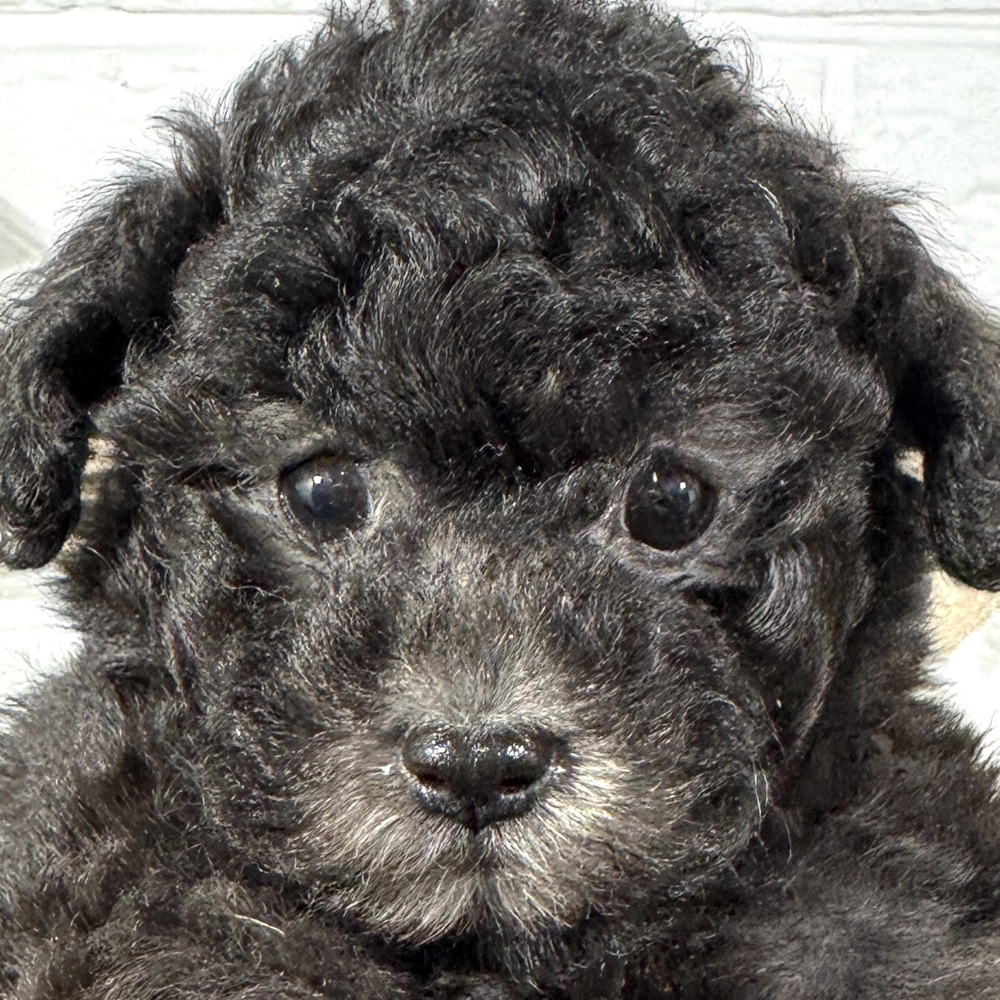 兵庫県のトイプードル(トイ) (犬の家＆猫の里ニッケパークタウン加古川店/2025年9月19日生まれ/女の子/シルバー)の子犬の1枚目の画像