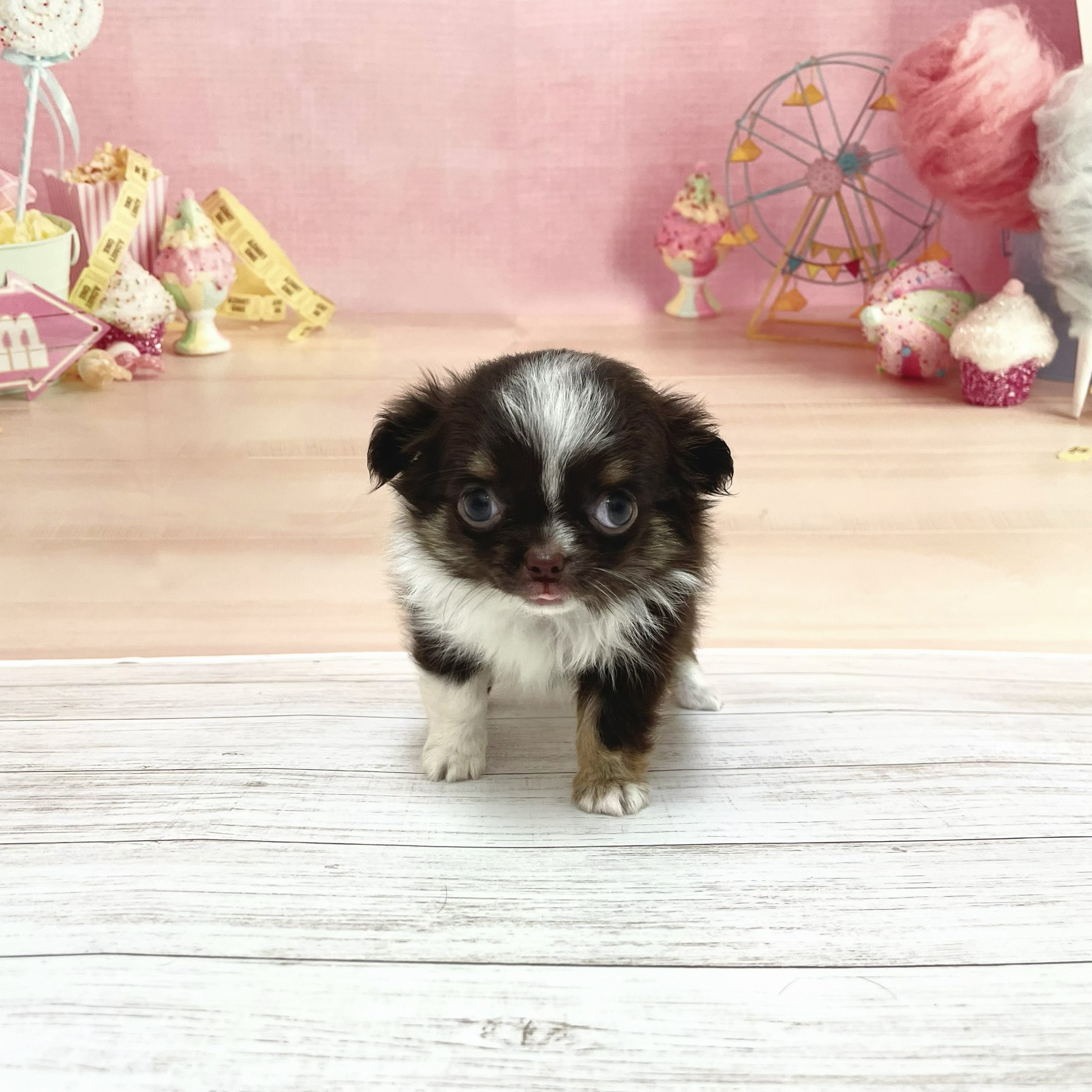 兵庫県のチワワ(ロング) (犬の家＆猫の里尼崎店/2026年7月23日生まれ/男の子/チョコレートタンホワイト)の子犬の1枚目の画像