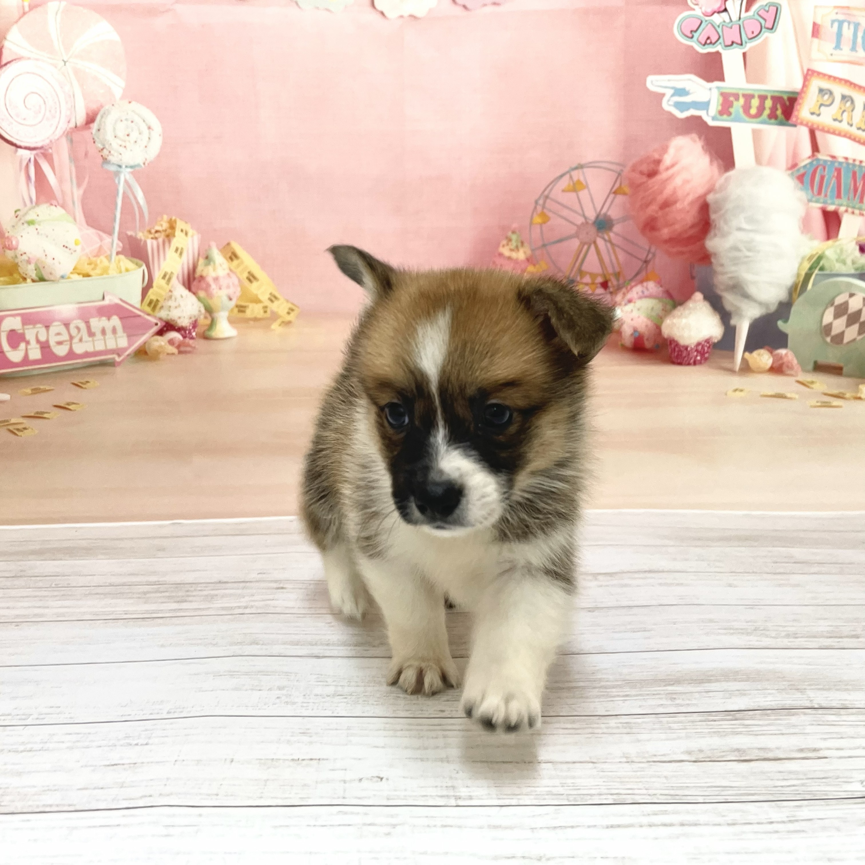 兵庫県のポメコーギー(ポメラニアン×コーギー) (犬の家＆猫の里尼崎店/2026年7月23日生まれ/女の子/レッドホワイト)の子犬の2枚目の画像