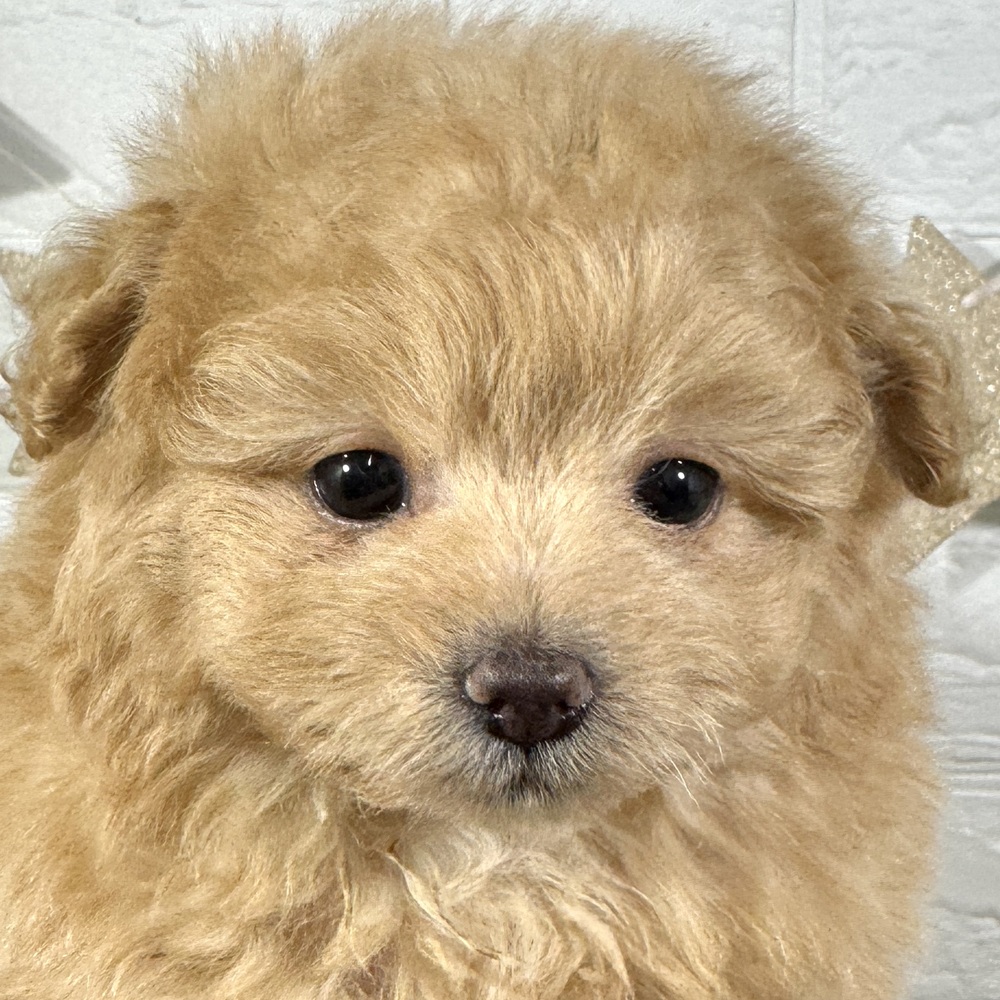 兵庫県のポメプー(ポメラニアン×プードル) (犬の家＆猫の里ニッケパークタウン加古川店/2025年9月19日生まれ/男の子/クリーム)の子犬の1枚目の画像