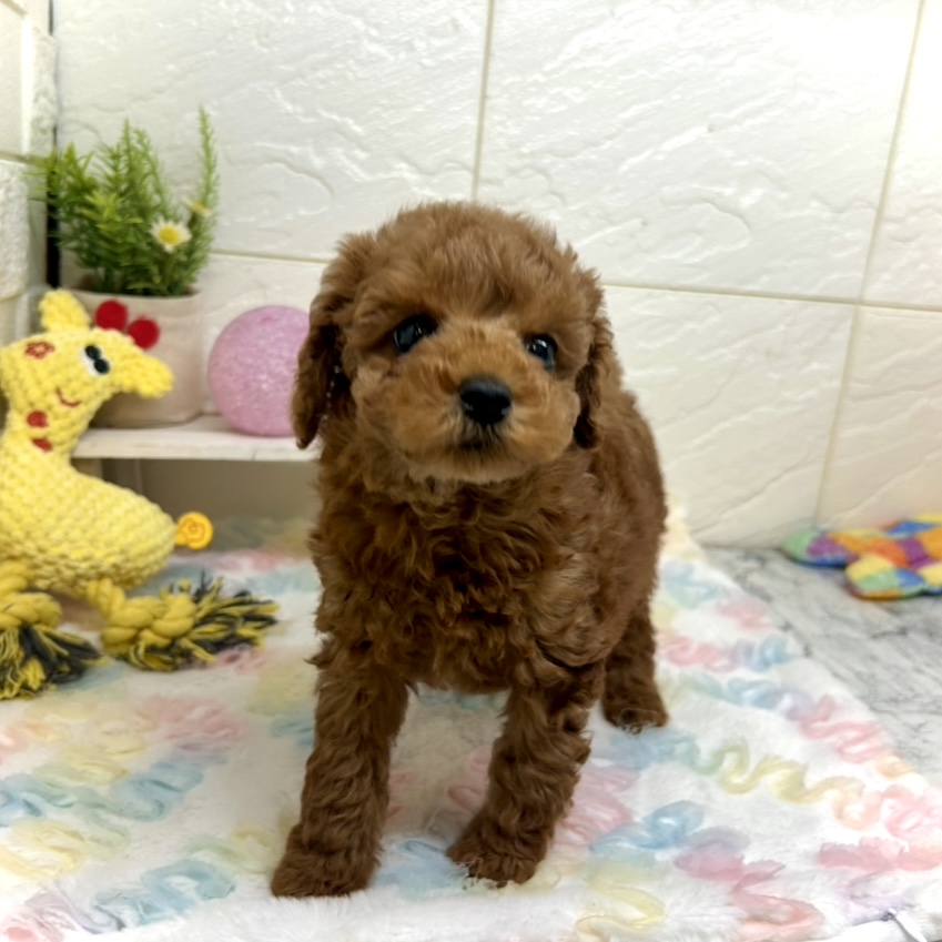 兵庫県のトイプードル(トイ) (犬の家＆猫の里ゆめタウン姫路店/2025年10月16日生まれ/男の子/レッドフォーン)の子犬の2枚目の画像