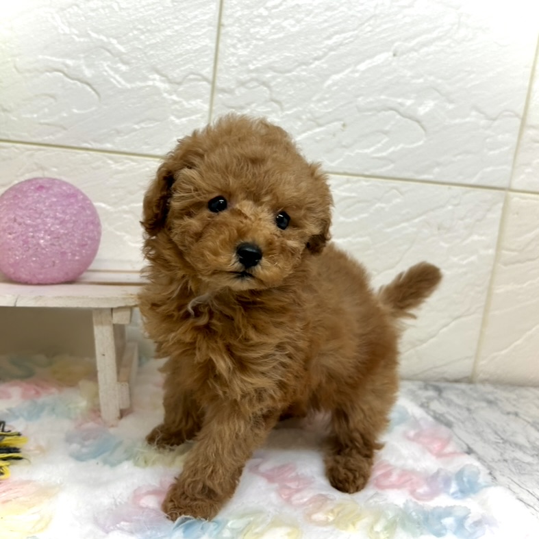 兵庫県のトイプードル(トイ) (犬の家＆猫の里ゆめタウン姫路店/2025年10月18日生まれ/女の子/レッドフォーン)の子犬の2枚目の画像