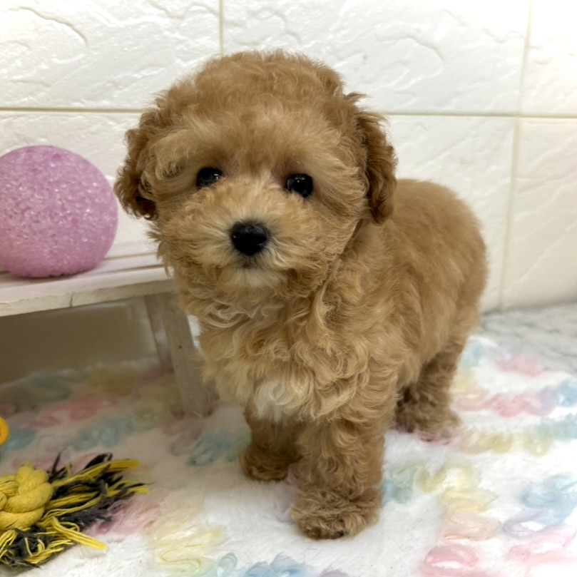 兵庫県のトイプードル(タイニー) (犬の家＆猫の里ゆめタウン姫路店/2025年10月18日生まれ/女の子/オレンジフォーン)の子犬の1枚目の画像