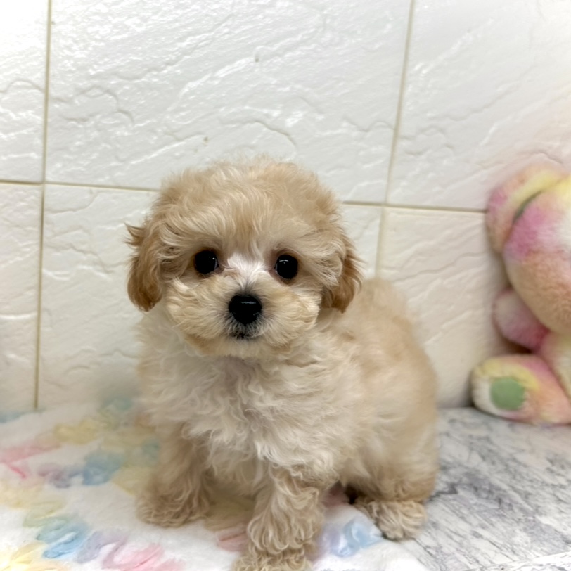 兵庫県のビションプー(ビションフリーゼ×プードル) (犬の家＆猫の里ゆめタウン姫路店/2025年10月10日生まれ/男の子/クリーム)の子犬の2枚目の画像