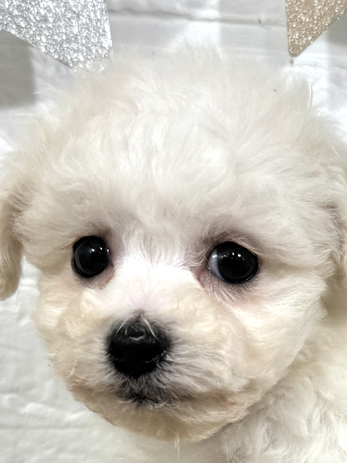 兵庫県のビションフリーゼ (犬の家＆猫の里ニッケパークタウン加古川店/2025年9月20日生まれ/女の子/ホワイト)の子犬の1枚目の画像