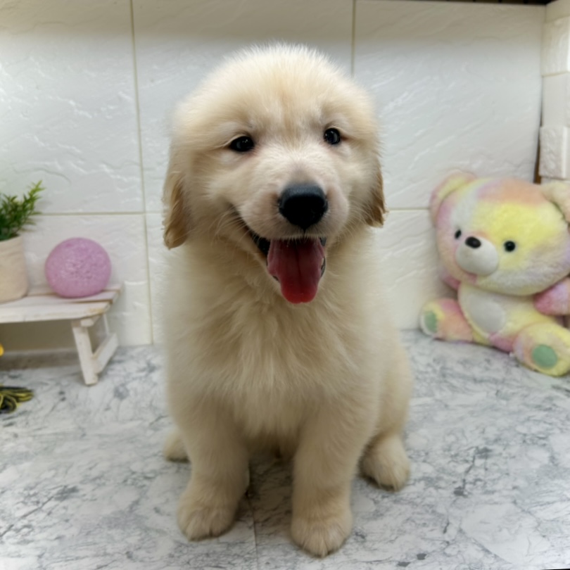 兵庫県のゴールデンレトリバー (犬の家＆猫の里ゆめタウン姫路店/2025年6月18日生まれ/男の子/ゴールデン)の子犬の2枚目の画像