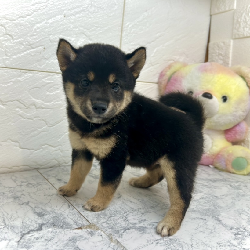 兵庫県の豆柴 (犬の家＆猫の里ゆめタウン姫路店/2025年6月21日生まれ/女の子/黒)の子犬の2枚目の画像