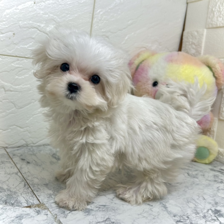 兵庫県のマルチーズ (犬の家＆猫の里ゆめタウン姫路店/2025年6月21日生まれ/女の子/ホワイト)の子犬の2枚目の画像