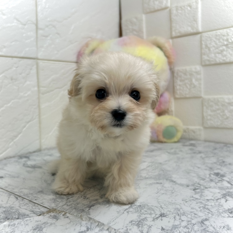 兵庫県のマルプー(マルチーズ×プードル) (犬の家＆猫の里ゆめタウン姫路店/2025年6月21日生まれ/女の子/クリーム)の子犬の2枚目の画像