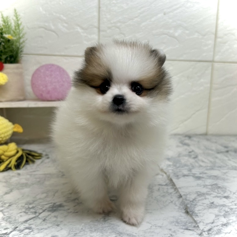兵庫県のポメラニアン (犬の家＆猫の里ゆめタウン姫路店/2025年6月22日生まれ/男の子/ホワイトレッド)の子犬の2枚目の画像