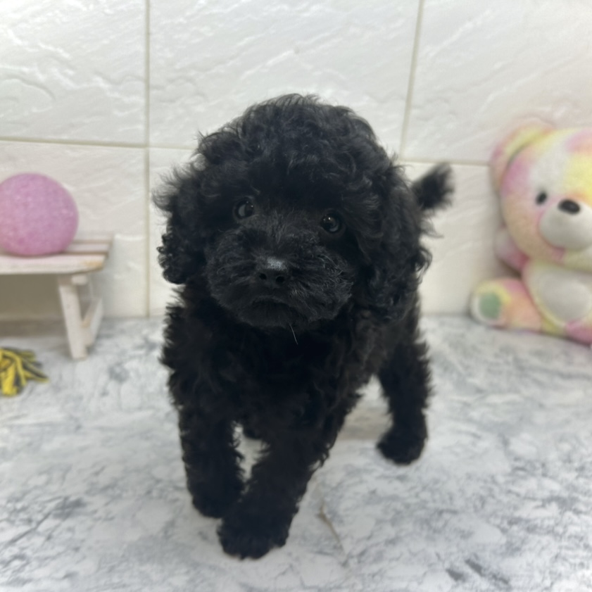 兵庫県のトイプードル(トイ) (犬の家＆猫の里ゆめタウン姫路店/2025年6月17日生まれ/女の子/ブラック)の子犬の1枚目の画像