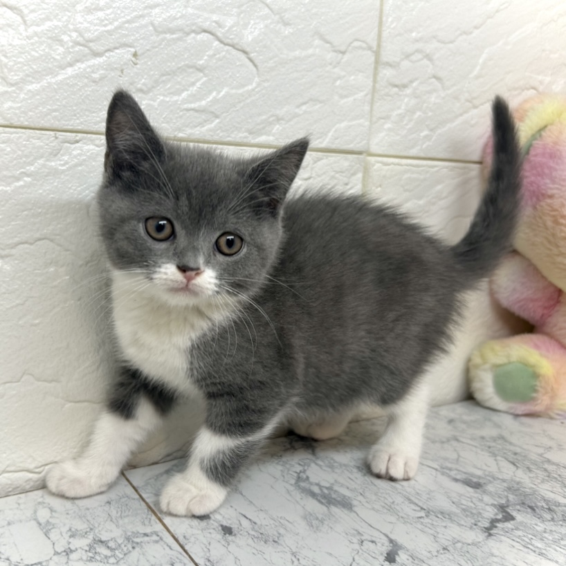 兵庫県のスコティッシュストレート (犬の家＆猫の里ゆめタウン姫路店/2025年6月15日生まれ/女の子/ブルータビーホワイト)の子猫の2枚目の画像
