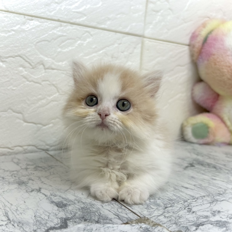 兵庫県のマンチカン (犬の家＆猫の里ゆめタウン姫路店/2025年6月19日生まれ/女の子/クリームホワイト)の子猫の1枚目の画像