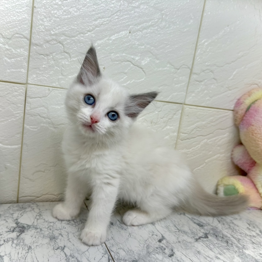 兵庫県のラグドール (犬の家＆猫の里ゆめタウン姫路店/2025年6月13日生まれ/男の子/ブルーポイントバイカラー)の子猫の2枚目の画像