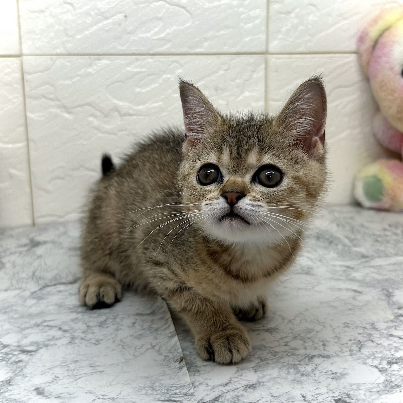 兵庫県のミヌエット (犬の家＆猫の里ゆめタウン姫路店/2025年5月24日生まれ/男の子/ブラウンタビー)の子猫の2枚目の画像