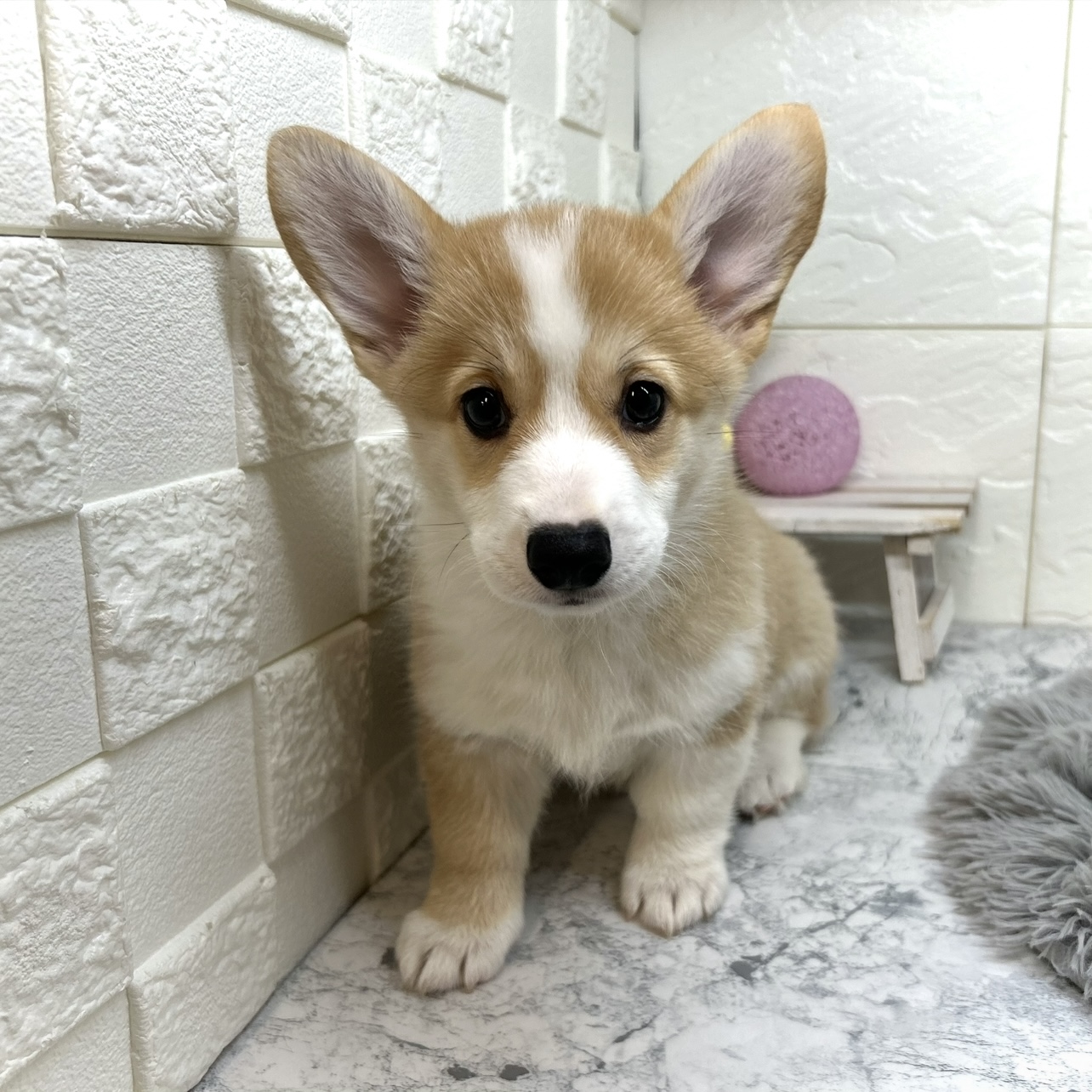 兵庫県のウェルシュコーギーペンブローク (犬の家＆猫の里ゆめタウン姫路店/2025年6月4日生まれ/女の子/セーブルホワイト)の子犬の1枚目の画像