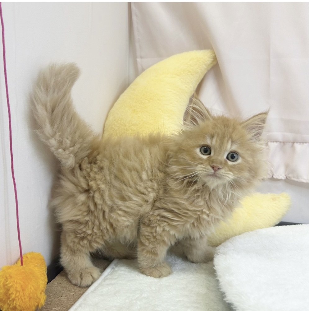 静岡県のサイベリアン (犬の家＆猫の里マークイズ静岡店/2026年3月16日生まれ/男の子/レッドタビー)の子猫の1枚目の画像