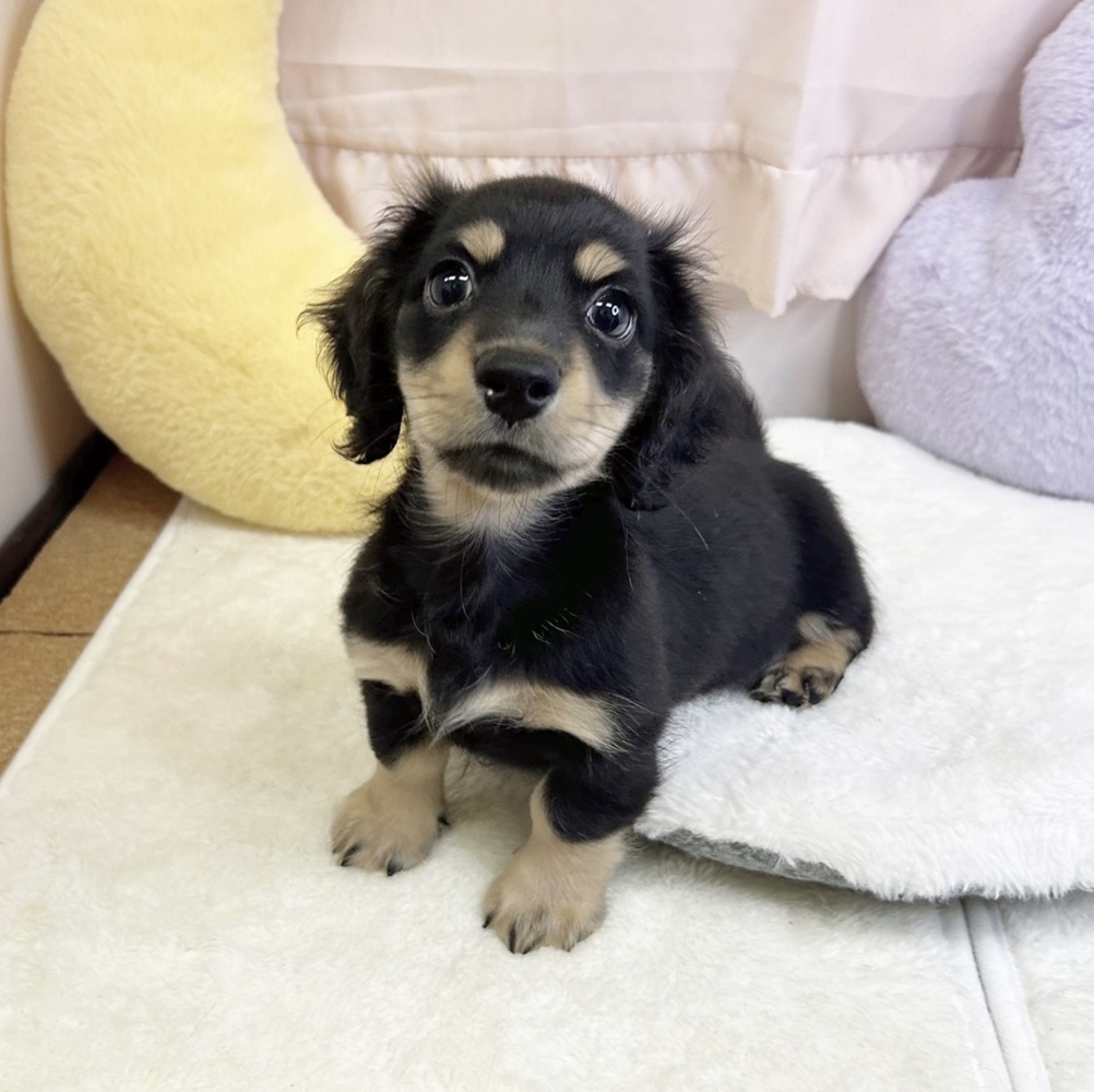 静岡県のミニチュアダックスフンド(ロング) (犬の家＆猫の里マークイズ静岡店/2026年3月10日生まれ/男の子/ブラックイエロー)の子犬の1枚目の画像