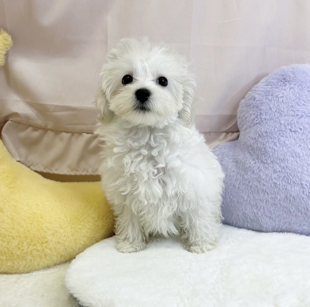 静岡県のマルプー(マルチーズ×プードル) (犬の家＆猫の里マークイズ静岡店/2026年3月3日生まれ/女の子/ホワイト)の子犬の1枚目の画像