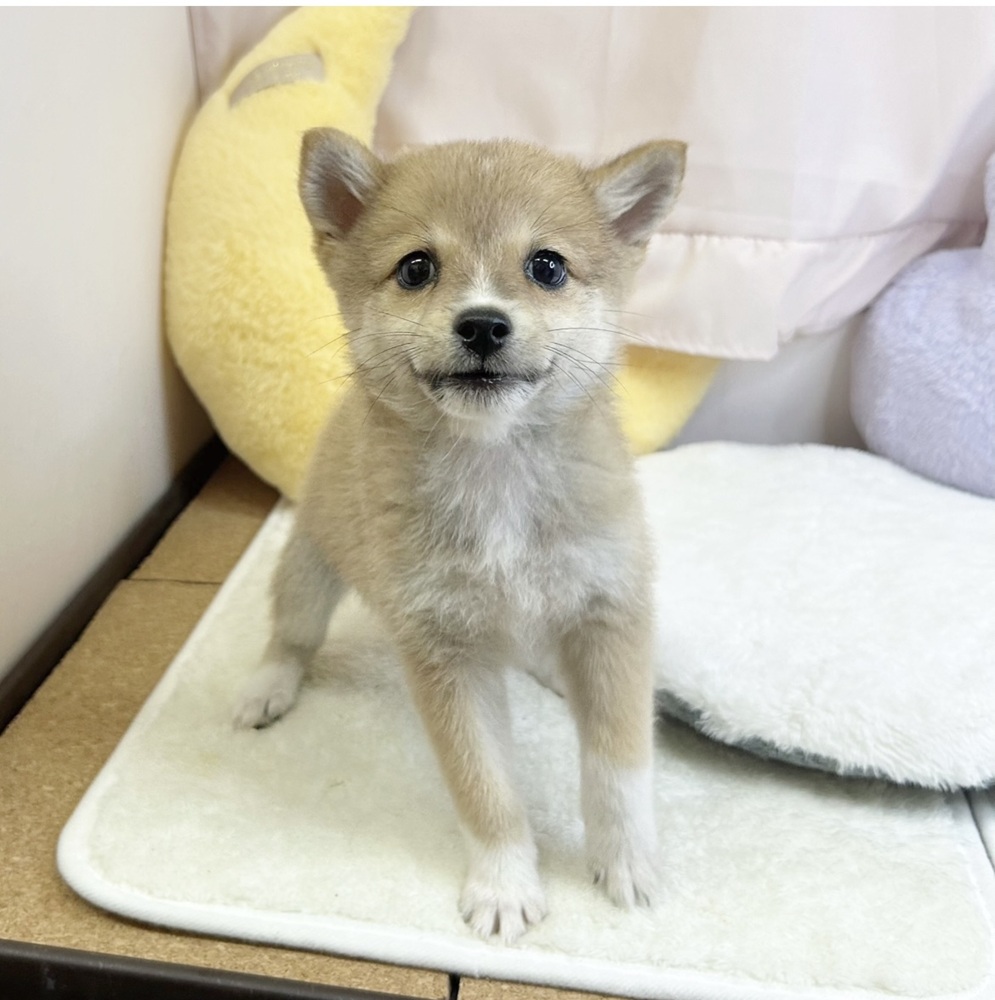 静岡県のポメ柴/豆ポメ/ポメ豆柴(ポメラニアン×柴犬) (犬の家＆猫の里マークイズ静岡店/2026年3月10日生まれ/男の子/赤)の子犬の1枚目の画像