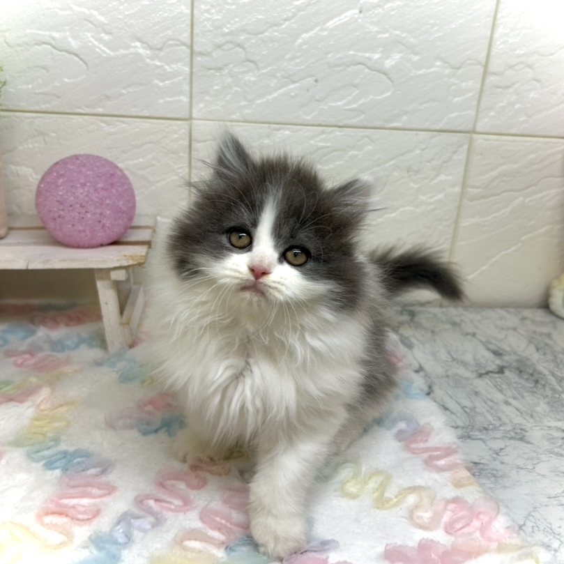 兵庫県のブリティッシュロングヘアー (犬の家＆猫の里ゆめタウン姫路店/2025年10月12日生まれ/女の子/ブルーホワイト)の子猫の1枚目の画像