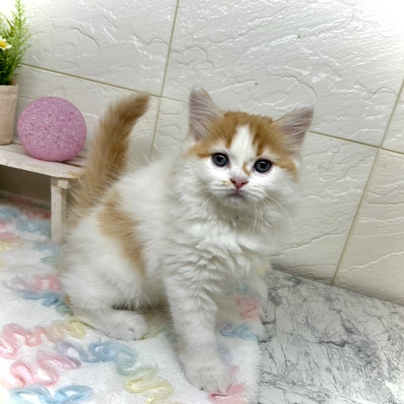 兵庫県のスコティッシュストレート (犬の家＆猫の里ゆめタウン姫路店/2025年10月18日生まれ/男の子/レッドタビーホワイト)の子猫の2枚目の画像