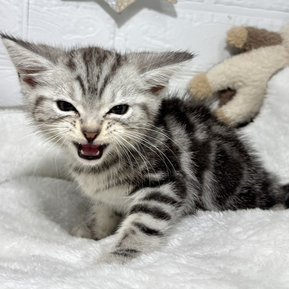兵庫県のアメリカンショートヘアー (犬の家＆猫の里ニッケパークタウン加古川店/2026年4月5日生まれ/男の子/シルバータビー)の子猫の1枚目の画像