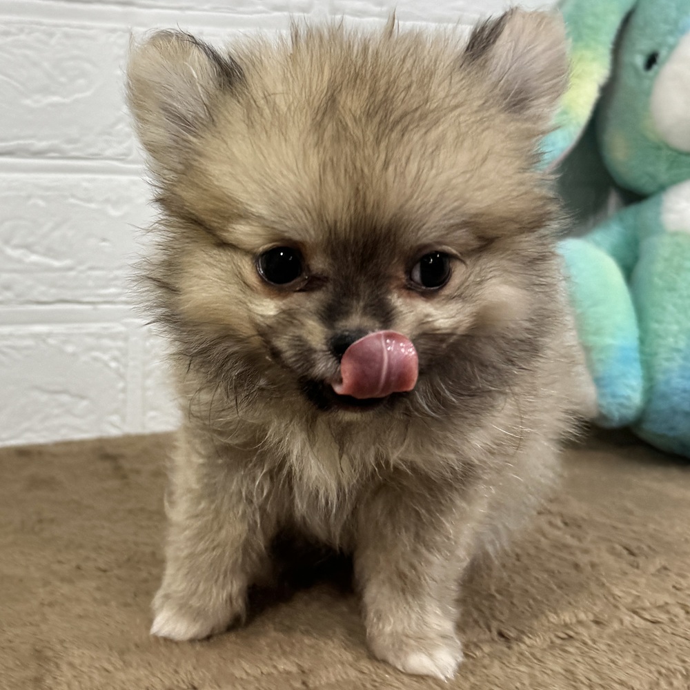 兵庫県のポメチワ/チワポメ/ポメチー(ポメラニアン×チワワ) (犬の家＆猫の里ニッケパークタウン加古川店/2025年9月29日生まれ/男の子/フォーン)の子犬の2枚目の画像
