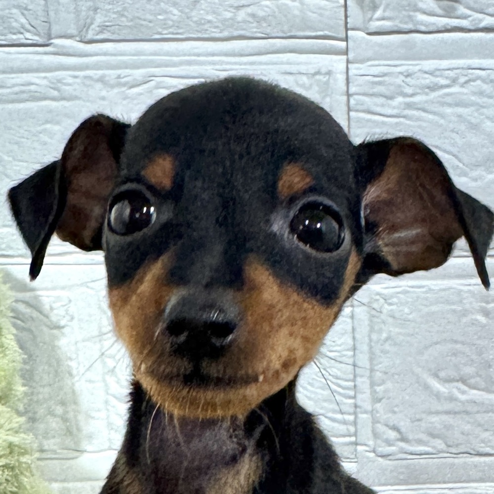 兵庫県のミニチュアピンシャー (犬の家＆猫の里ニッケパークタウン加古川店/2025年10月1日生まれ/男の子/ブラックタン)の子犬の1枚目の画像