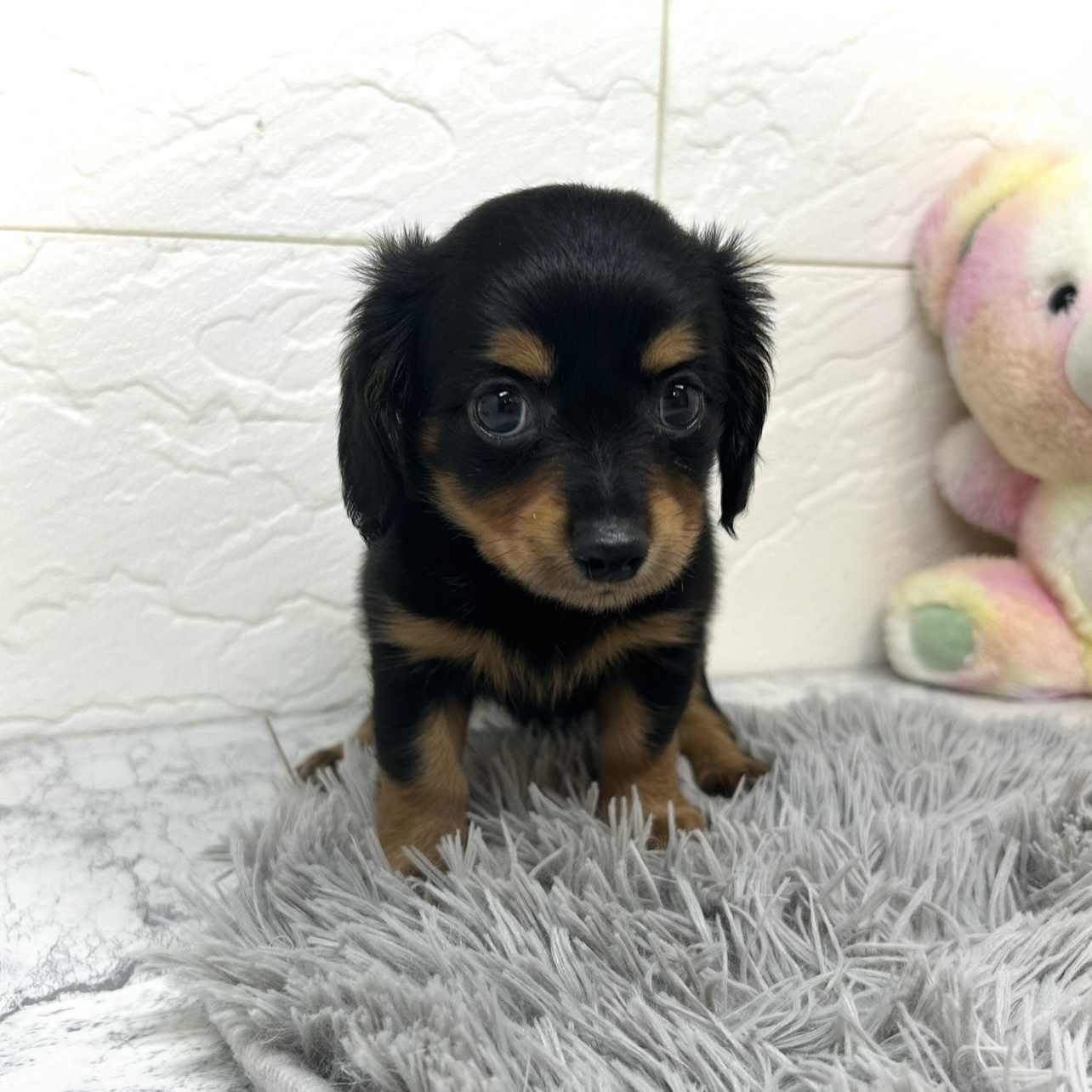兵庫県のチワックス(チワワ×ダックス) (犬の家＆猫の里ゆめタウン姫路店/2025年6月5日生まれ/男の子/ブラックタン)の子犬の2枚目の画像
